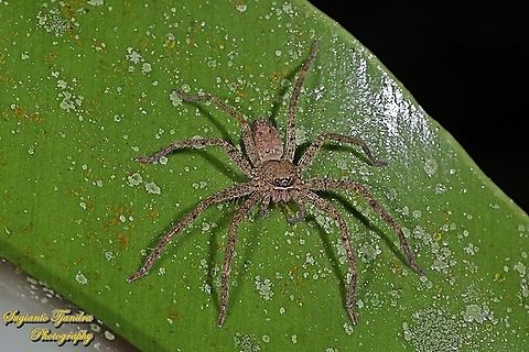 Hauntsman Spider, Heteropoda venatoria, family Sparassidae  Geotagged,Giant Crab Spider,Heteropoda venatoria,Indonesia,Winter