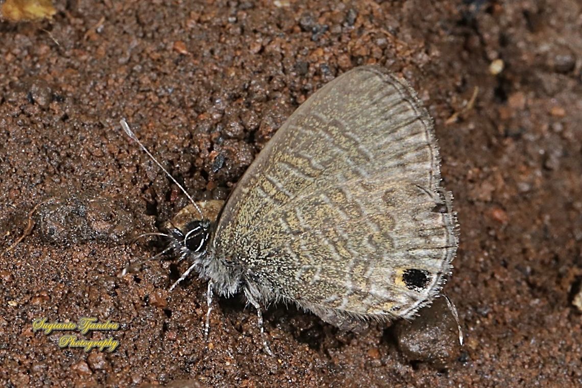 The tailless lineblue butterfly, Prosotas dubiosa subardates, family Lycaenidae  Geotagged,Indonesia,Prosotas dubiosa,Tailless Lineblue,Winter
