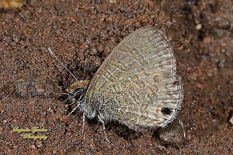 The tailless lineblue butterfly, Prosotas dubiosa subardates, family Lycaenidae  Geotagged,Indonesia,Prosotas dubiosa,Tailless Lineblue,Winter