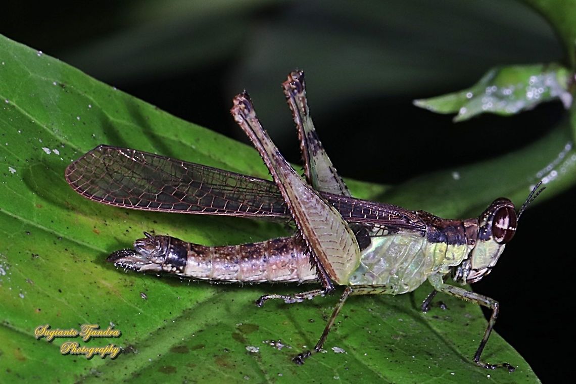 Monkey Hopper, Erucius sp.
