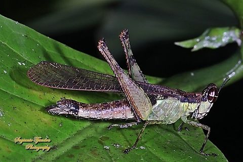 Monkey Hopper, Erucius sp.