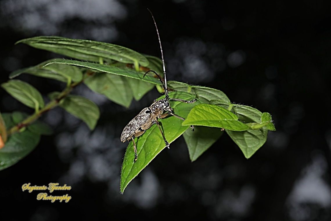 The longhorn beetle, Epepeotes luscus, family Cerambycidae  Epepeotes luscus,Geotagged,Indonesia,Winter