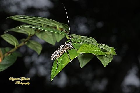 The longhorn beetle, Epepeotes luscus, family Cerambycidae  Epepeotes luscus,Geotagged,Indonesia,Winter
