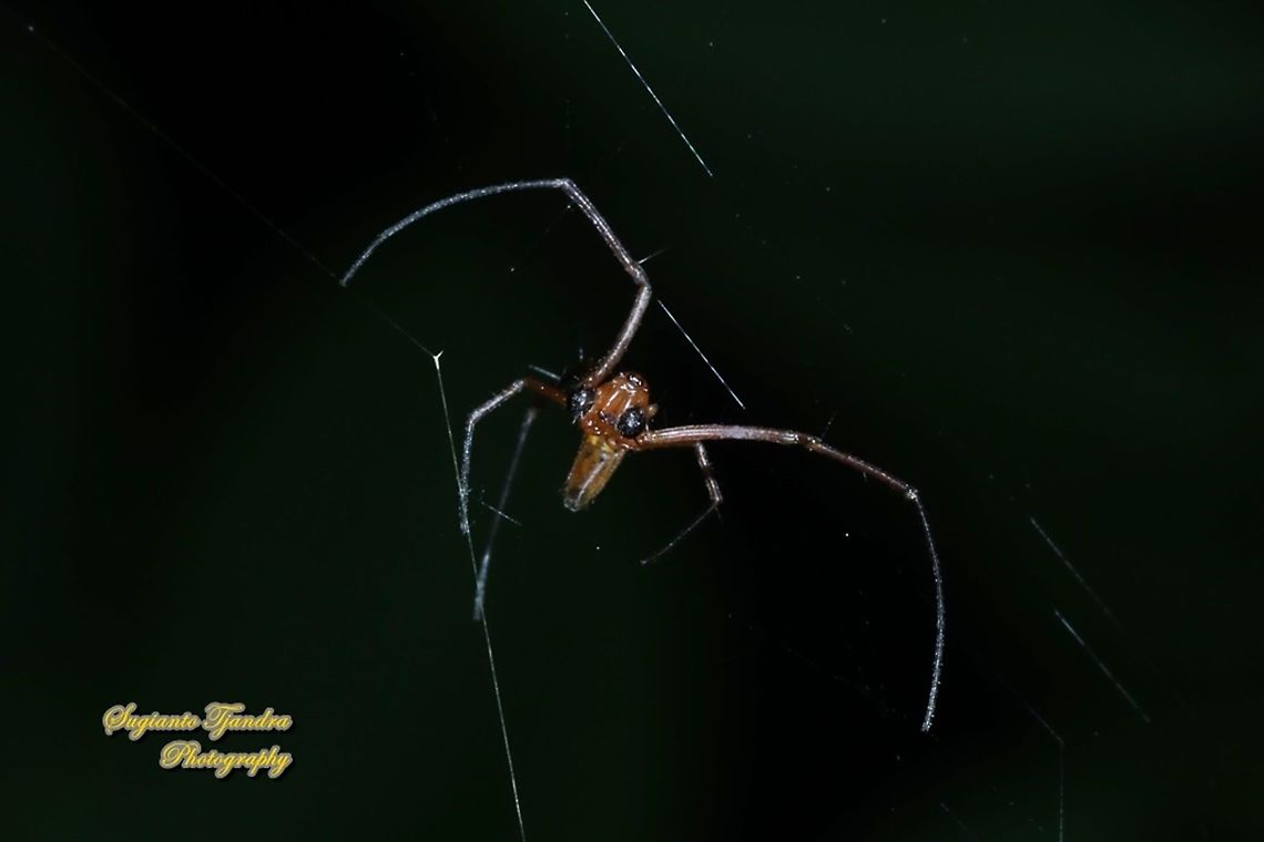Golden orb-web spider, Nephila Pilipes - Male  Geotagged,Giant Golden Orbweaver,Indonesia,Nephila pilipes,Winter