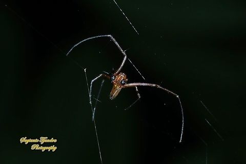 Golden orb-web spider, Nephila Pilipes - Male  Geotagged,Giant Golden Orbweaver,Indonesia,Nephila pilipes,Winter