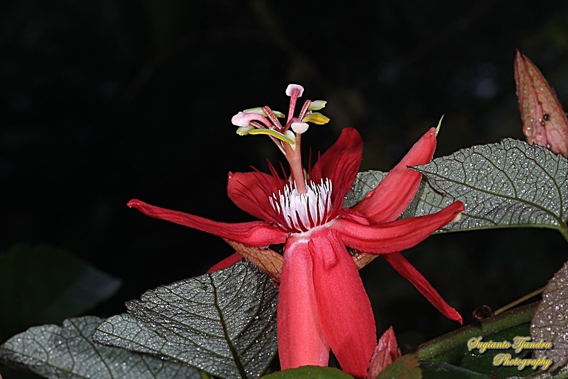 The Crimson Passion Flower, Passiflora Vitifolia (Passifloraceae)  Crimson passion flower,Geotagged,Indonesia,Passiflora vitifolia,Winter