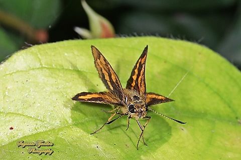 Skipper Butterfly - The Lesser Dart, Potanthus omaha  Geotagged,Indonesia,Lesser dart,Potanthus omaha,Winter