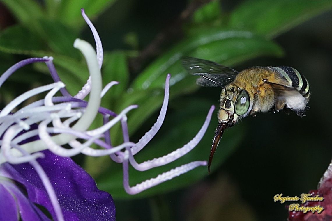 Blue Banded Bee, Amegilla Zonata "looking for nectar"  Amegilla zonata,Geotagged,Indonesia,Winter