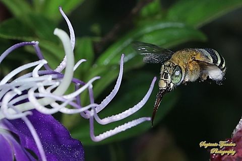 Blue Banded Bee, Amegilla Zonata "looking for nectar"  Amegilla zonata,Geotagged,Indonesia,Winter