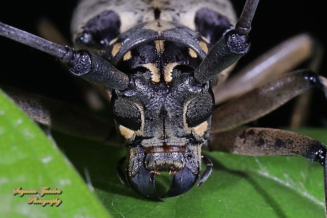 The longhorn beetle, Epepeotes luscus, family Cerambycidae - "portrait"  Epepeotes luscus,Geotagged,Indonesia,Winter