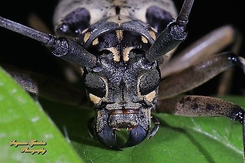 The longhorn beetle, Epepeotes luscus, family Cerambycidae - "portrait"  Epepeotes luscus,Geotagged,Indonesia,Winter