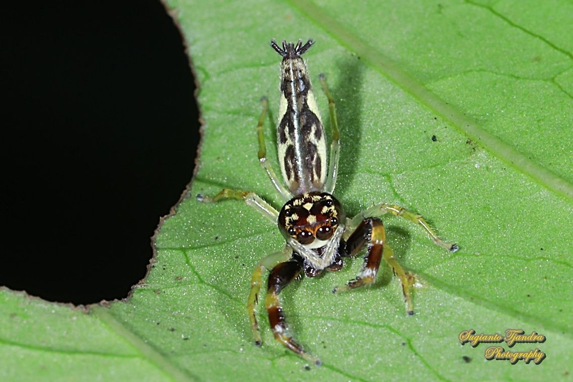 Jumping spider,  Indopadilla sp., family Salticidae  Geotagged,Indonesia,Winter