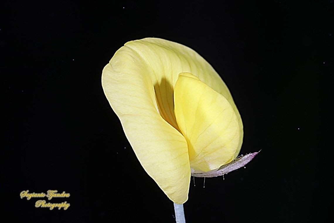 Arachis pintoi flower  Arachis pintoi,Geotagged,Indonesia,Pinto Peanut,Winter