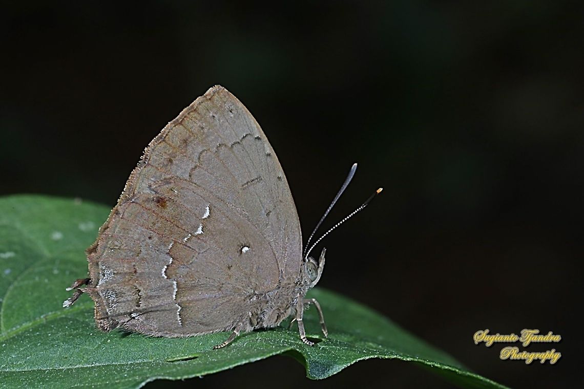 The Acacia blue butterfly, Surendra vivarna vivarna, family Lycaenidae  Acacia blue,Geotagged,Indonesia,Surendra vivarna,Winter