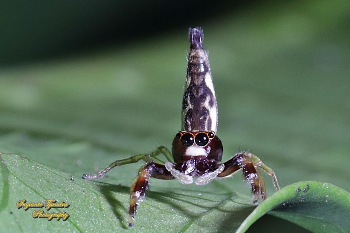 Jumping spider,  Indopadilla sp., family Salticidae  Geotagged,Indonesia,Winter
