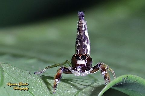 Jumping spider,  Indopadilla sp., family Salticidae  Geotagged,Indonesia,Winter