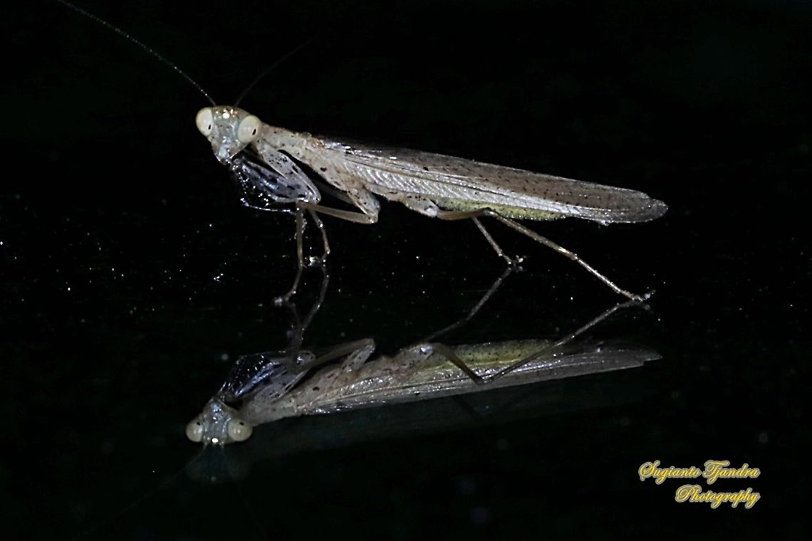 Brown praying mantis, Amantis reticulata, family Mantidae "Reflections"  Amantis reticulata,Geotagged,Indonesia,Winter