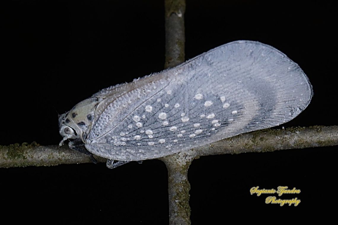 Flatid Planthopper, Bythopsyrna tineoides, family Flatidae  Bythopsyrna tineoides,Geotagged,Indonesia,Winter