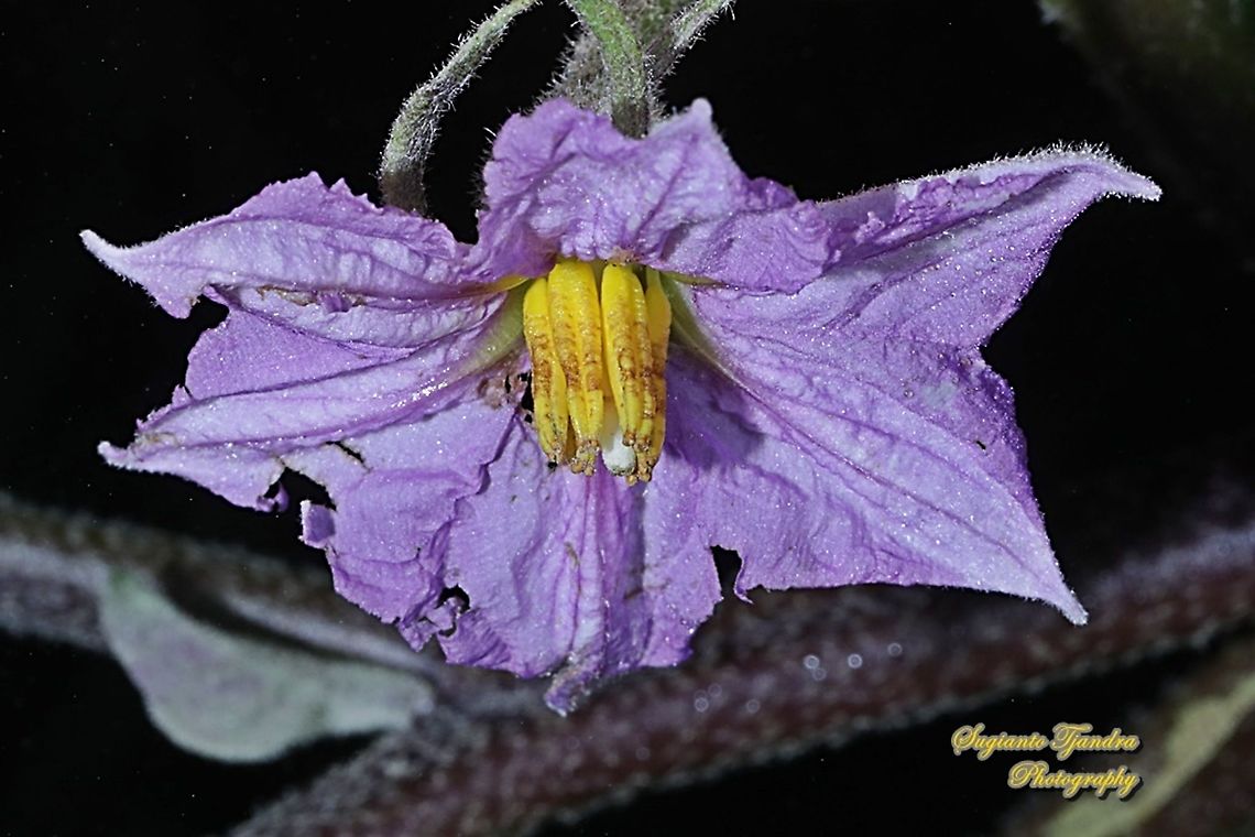 Flower of eggplant, Solanum melongena  Eggplant,Geotagged,Indonesia,Solanum melongena,Winter