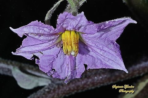 Flower of eggplant, Solanum melongena  Eggplant,Geotagged,Indonesia,Solanum melongena,Winter
