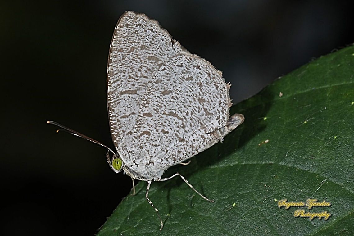 Allotinus butterfly, Allotinus Sp. (possibly A. horsfieldi???), family Lycaenidae  Allotinus horsfieldi,Common darkie,Geotagged,Indonesia,Winter