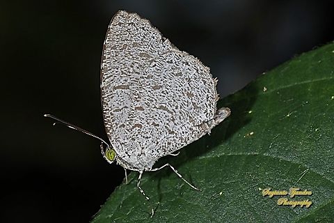 Allotinus butterfly, Allotinus Sp. (possibly A. horsfieldi???), family Lycaenidae  Allotinus horsfieldi,Common darkie,Geotagged,Indonesia,Winter