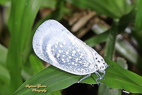 Flatid Planthopper, Bythopsyrna tineoides, family Flatidae  Bythopsyrna tineoides,Geotagged,Indonesia,Winter
