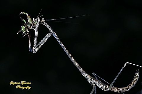 Giraffe mantis, Euchomenella sp, family Mantidea "preying a flower mantis nymph,  Creobroter Sp"  Geotagged,Indonesia,Winter