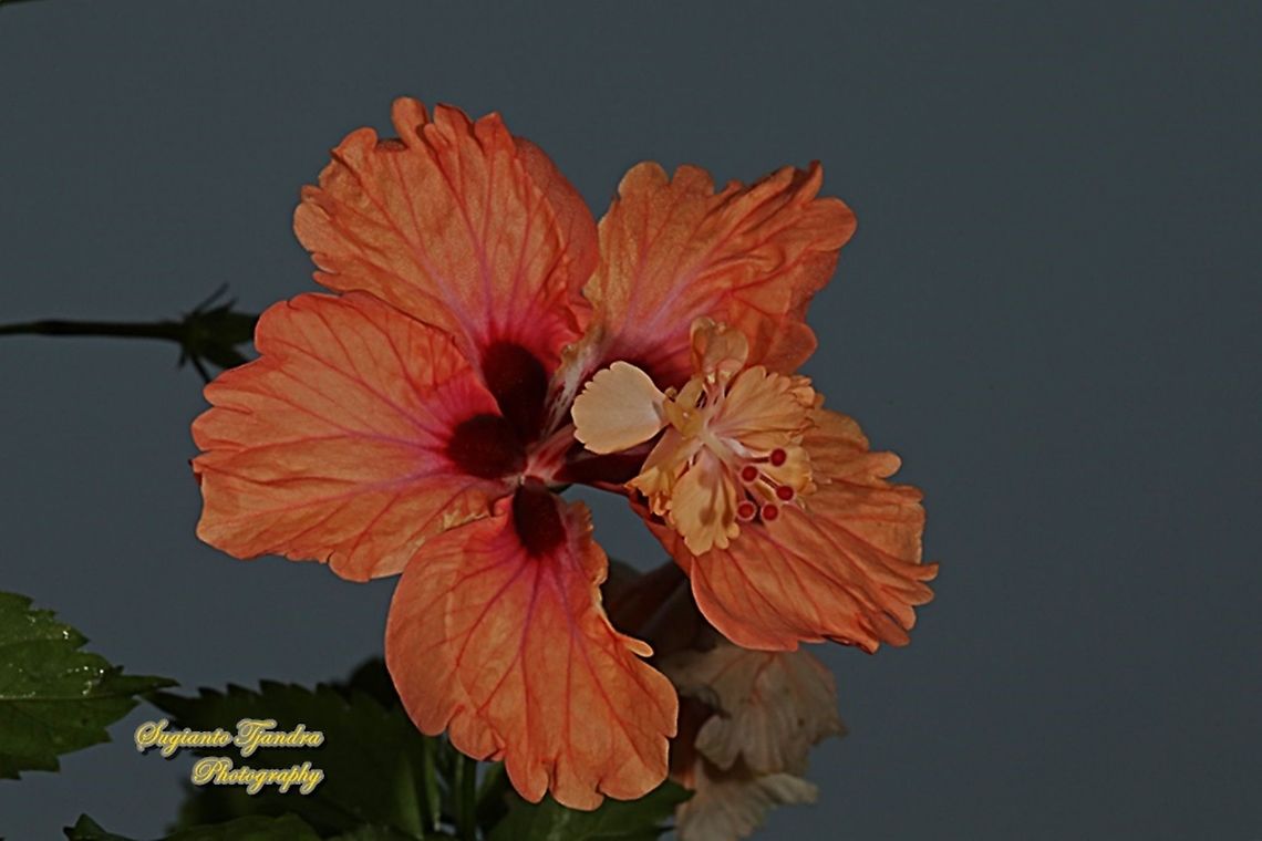 Chinese Hibiscus flower-orange/Kembang Sepatu, Hibiscus rosa-sinensis  Chinese hibiscus,Geotagged,Hibiscus rosa-sinensis,Indonesia,Winter