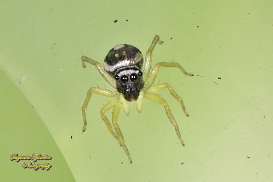 Jumping Spider, Phintella Sp., family Salticidae  Geotagged,Indonesia,Winter