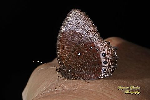 Common Palmfly Butterfly, Elymnias hypermnestra ssp hypermnestra  Common Palmfly,Elymnias hypermnestra,Geotagged,Indonesia,Winter