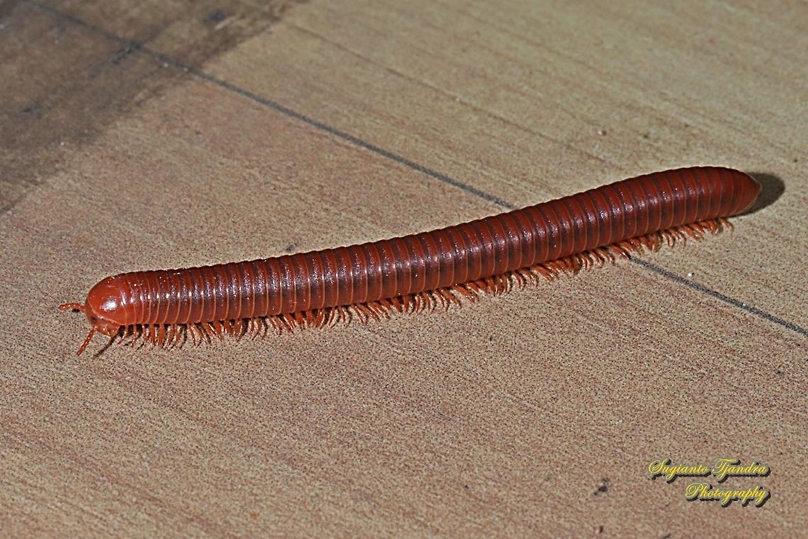 Rusty Millipede, Trigoniulus corallinus  Geotagged,Indonesia,Trigoniulus corallinus,Winter