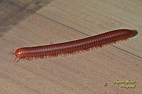 Rusty Millipede, Trigoniulus corallinus  Geotagged,Indonesia,Trigoniulus corallinus,Winter