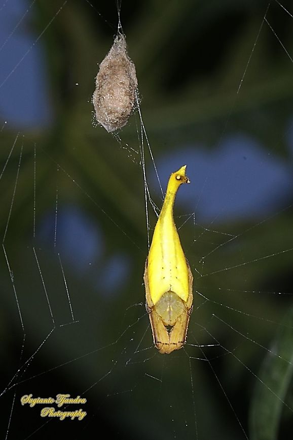 Yellow Scorpion-tailed spider, Arachnura sp., family Araneidae  Geotagged,Indonesia,Winter