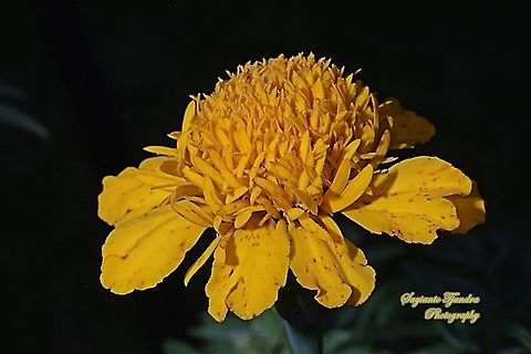 Mexican marigold, Tagetes erecta - orange  Geotagged,Indonesia,Mexican marigold,Tagetes erecta,Winter