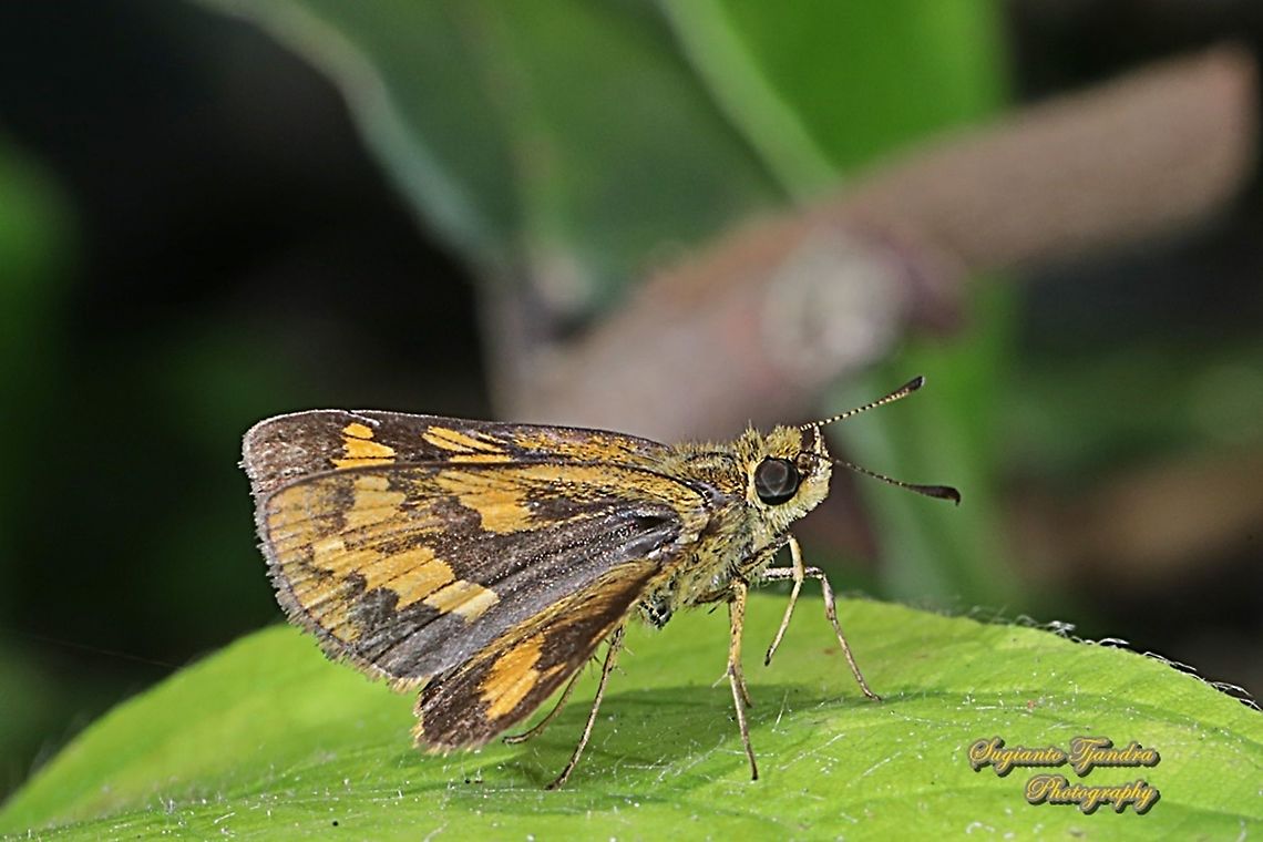 Skipper Butterfly - The Lesser Dart, Potanthus omaha  Geotagged,Indonesia,Lesser dart,Potanthus omaha,Winter