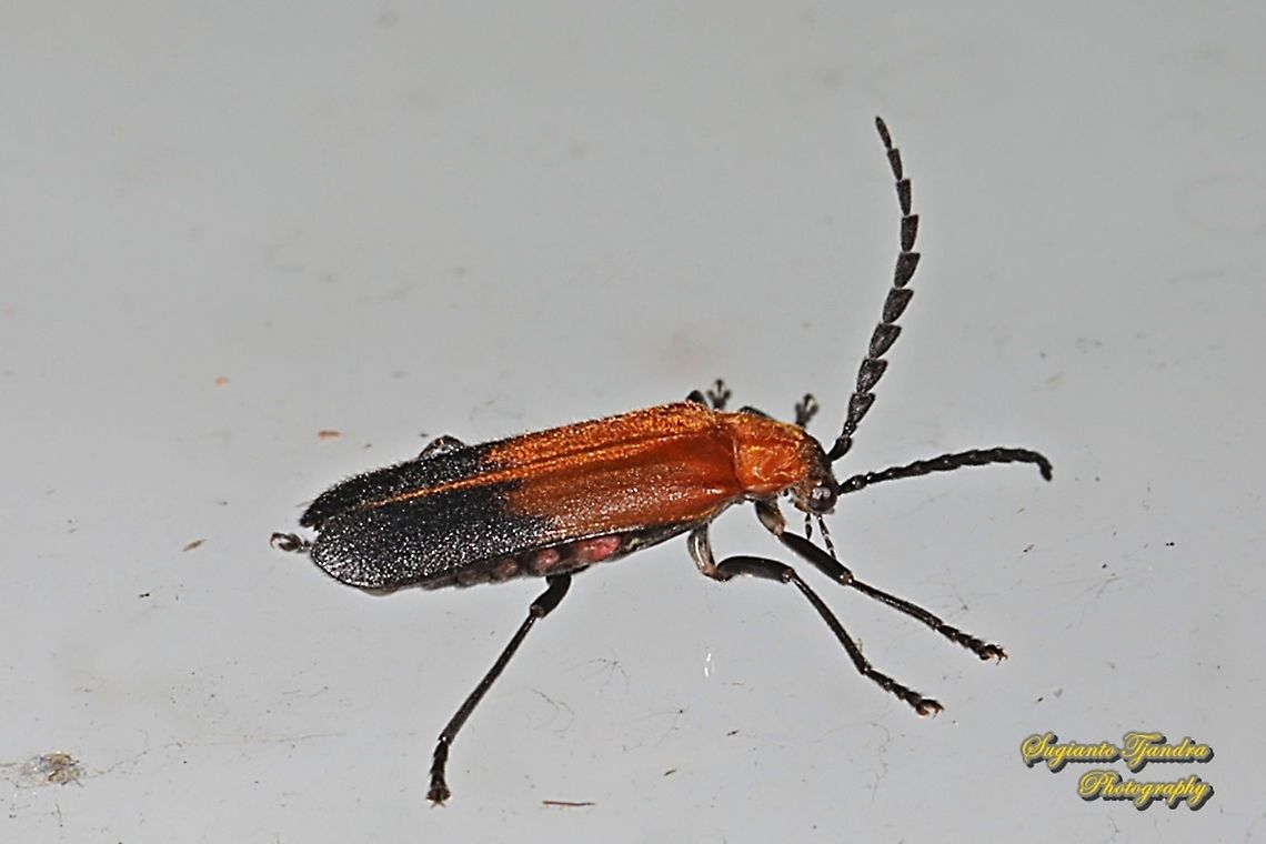 Net-winged beetle, Lycidae  Geotagged,Indonesia,Winter