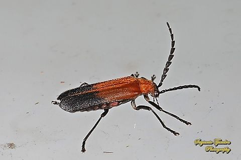 Net-winged beetle, Lycidae  Geotagged,Indonesia,Winter