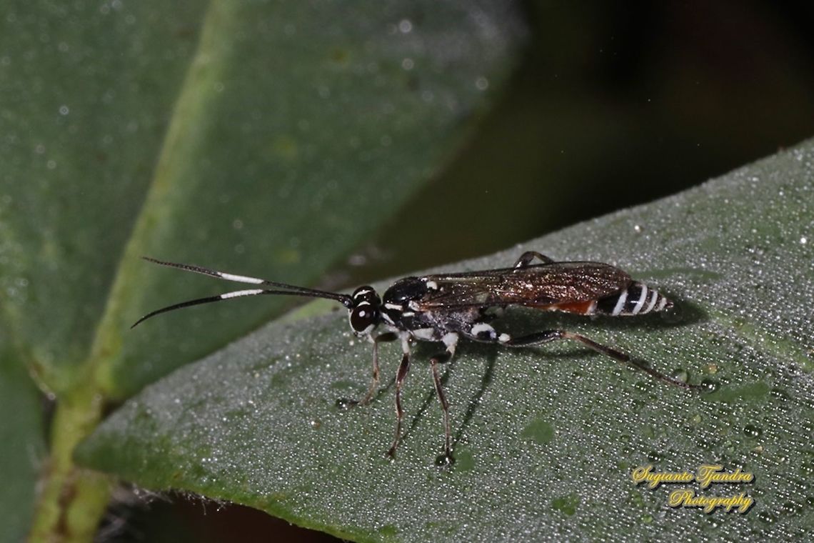 Black-banded Ichneumon Wasp, Lissonota sp.,  family Ichneumonidae  Geotagged,Indonesia,Winter