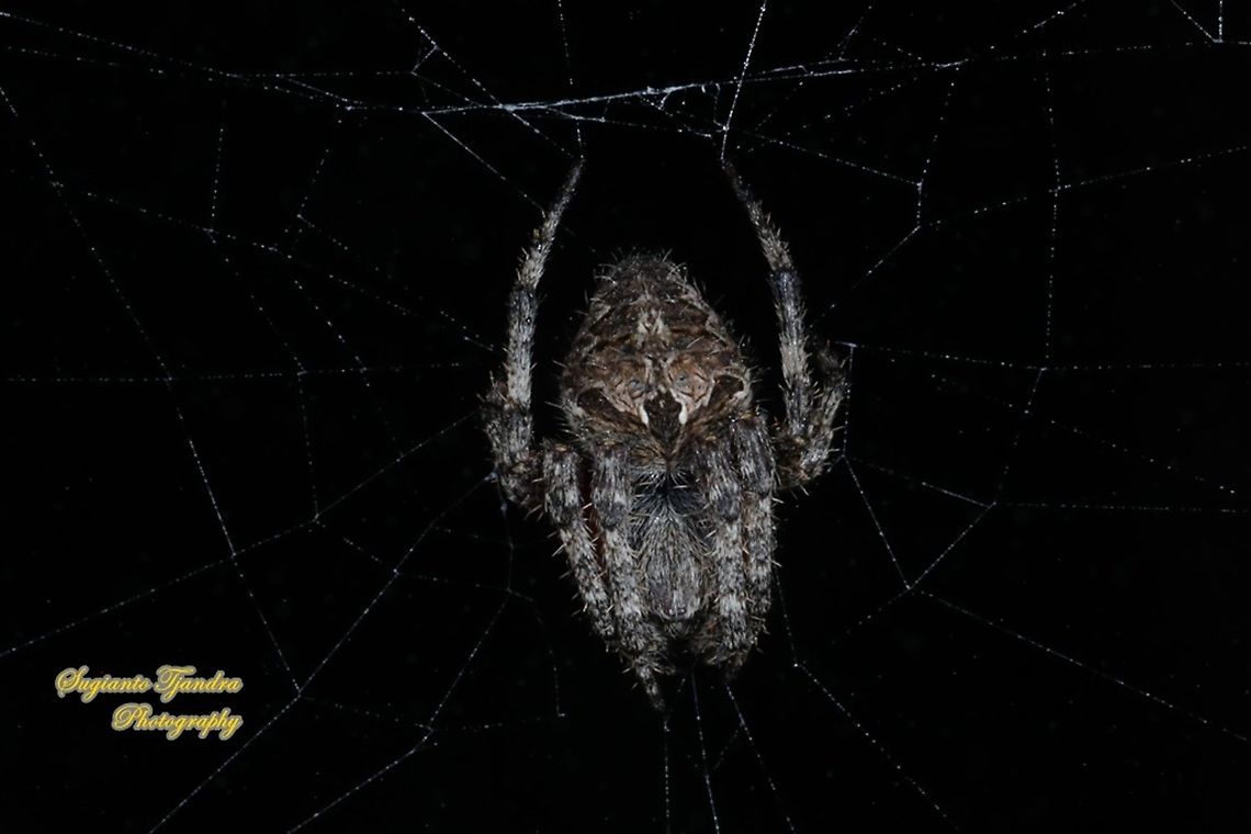 Spotted Orb-weaver, Neoscona Sp, family Araneidae  Geotagged,Indonesia,Winter