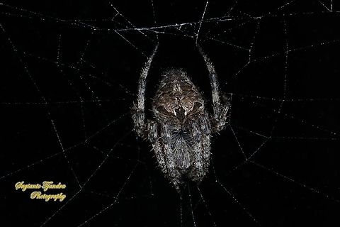 Spotted Orb-weaver, Neoscona Sp, family Araneidae  Geotagged,Indonesia,Winter