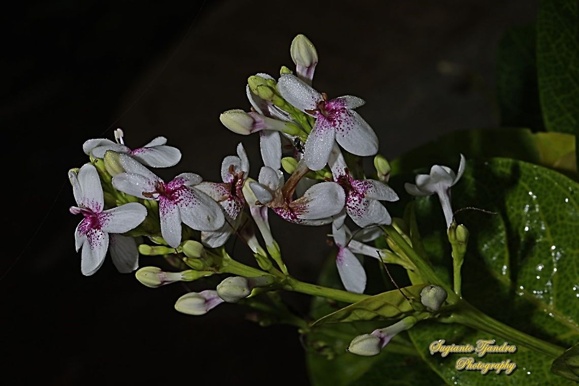 Golden pseuderanthemum flower, Pseuderanthemum reticulatum  Geotagged,Indonesia,Pseuderanthemum reticulatum,Winter,Yellow-Vein Eranthemum