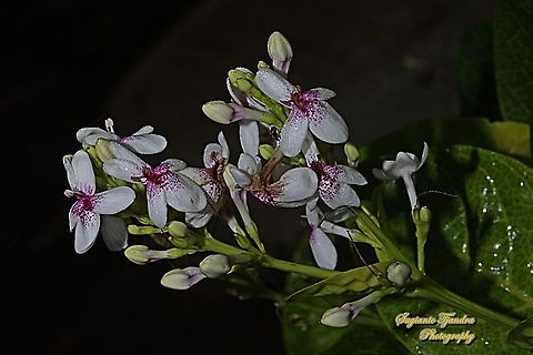 Golden pseuderanthemum flower, Pseuderanthemum reticulatum  Geotagged,Indonesia,Pseuderanthemum reticulatum,Winter,Yellow-Vein Eranthemum