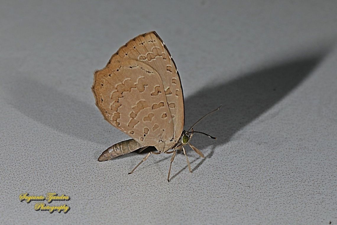 Round-band Brownie, Miletus gopara gopara, family Lycaenidae  Geotagged,Indonesia,Miletus gopara,Winter