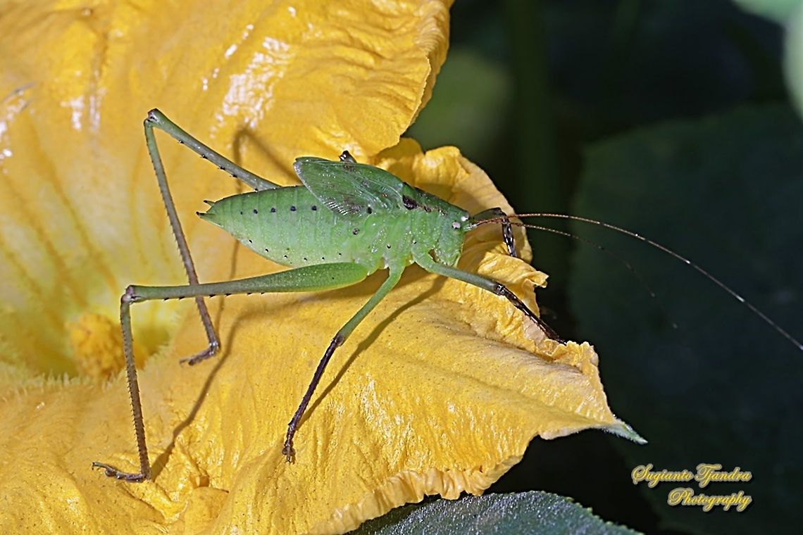 Large bush cricket/Katydid nymph, Mecopoda elongata, family Tettigoniidae  Geotagged,Indonesia,Mecopoda elongata,Winter