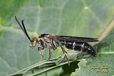Scoliide wasp, Campsomeriella collaris, family Scoliide  Campsomeriella collaris,Geotagged,Indonesia,Winter