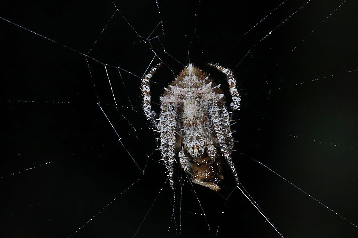 Orb-weaver Spider, Eriovixia laglaizei w/prey  Eriovixia laglaizei,Geotagged,Indonesia,Winter