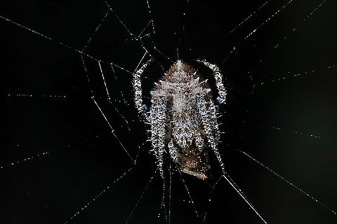 Orb-weaver Spider, Eriovixia laglaizei w/prey  Eriovixia laglaizei,Geotagged,Indonesia,Winter
