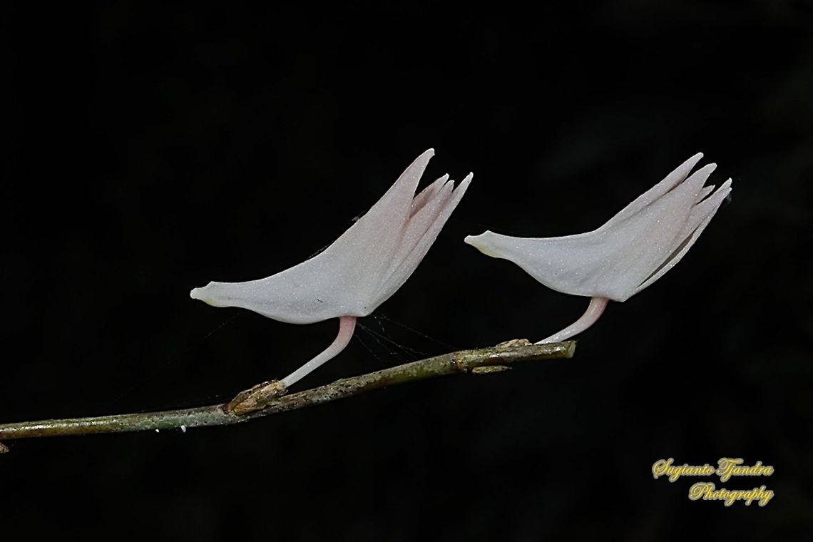 Pigeon Orchid, Dendrobium crumenatum  Dendrobium crumenatum,Geotagged,Indonesia,Pigeon orchid,Winter