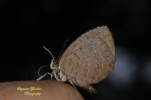 Round-band Brownie, Miletus gopara gopara, family Lycaenidae  Geotagged,Indonesia,Miletus gopara,Winter